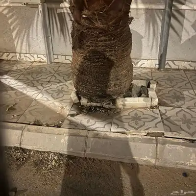 اشجار وشنطن 2