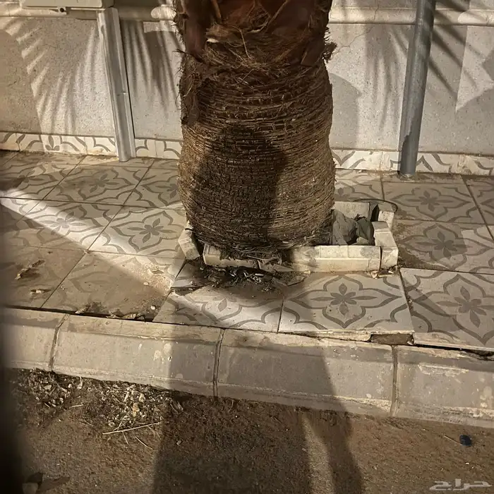 اشجار وشنطن 2