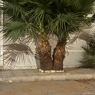 اشجار وشنطن 1
