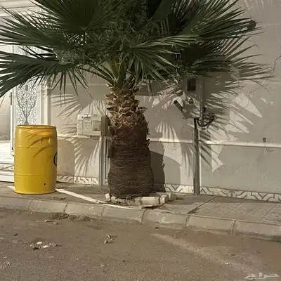 اشجار وشنطن 0