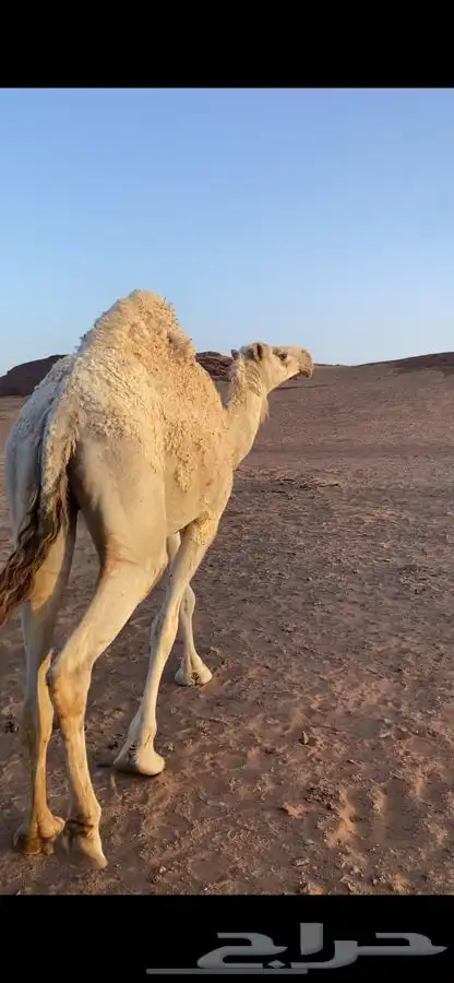 بكره وضحاء طيبه حايل ظحيه 2