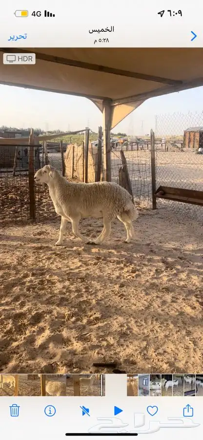مشروع فحل حري صنف 2