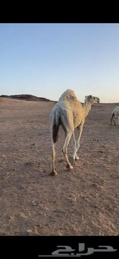 بكره وضحاء طيبه حايل ظحيه 1