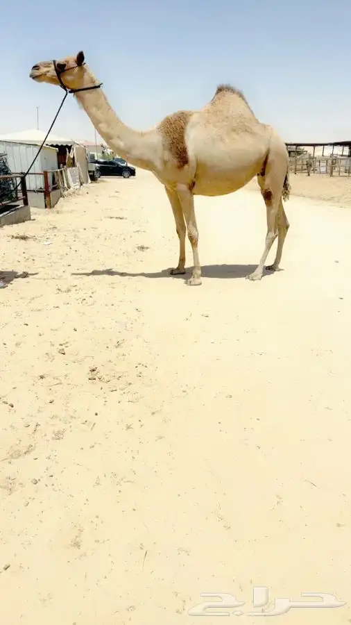 للبيع لقحة كفففوا 0