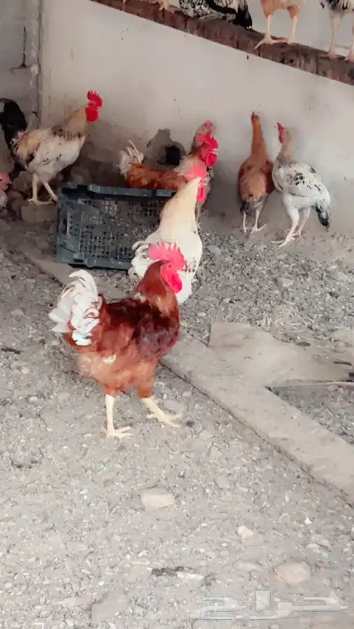 تم البيع تم البيع 1