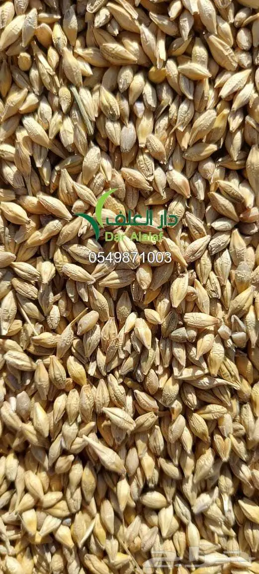 نخالة مع شعير مع ذرة في كيس واحد سعر واحد 3