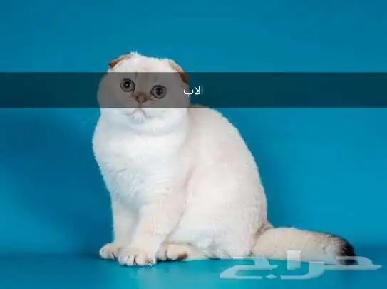 قط سكواتش فولد تم البيع 5