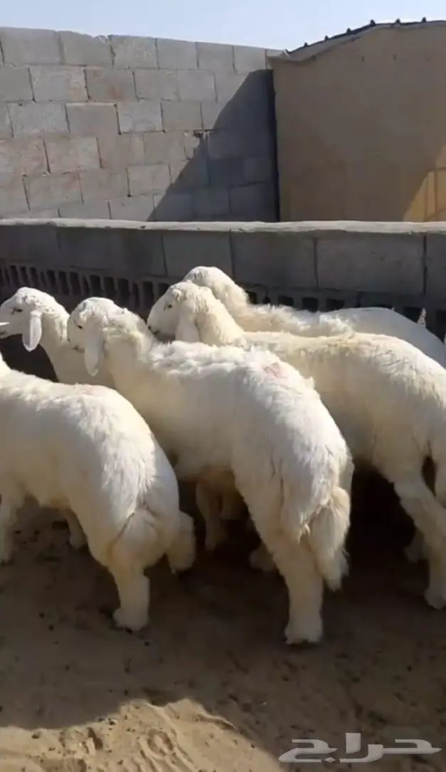 نعيمي وحري يتوفر لدينا تابي وتمارا 6