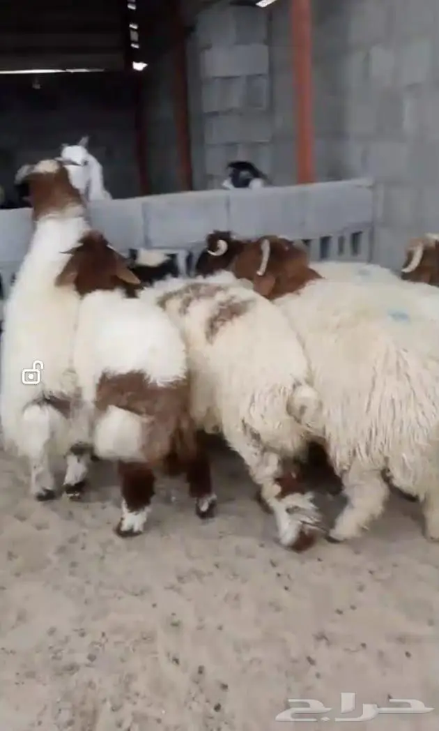 نعيمي وحري يتوفر لدينا تابي وتمارا 2