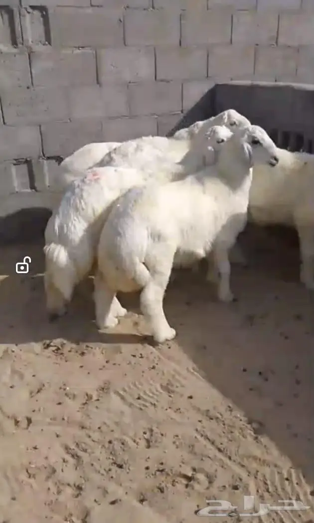 نعيمي وحري يتوفر لدينا تابي وتمارا 5