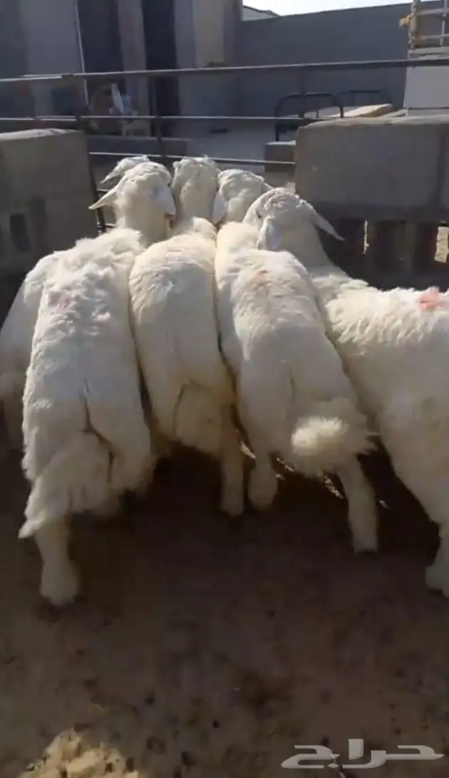 نعيمي وحري يتوفر لدينا تابي وتمارا 4