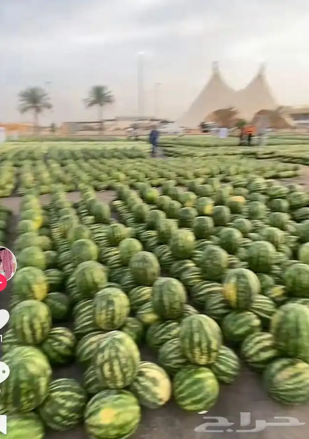مطلوب حبحب بلدي خيبر الثمد 0