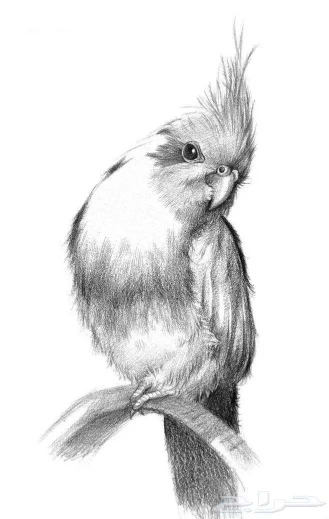 طلبات رسم 3