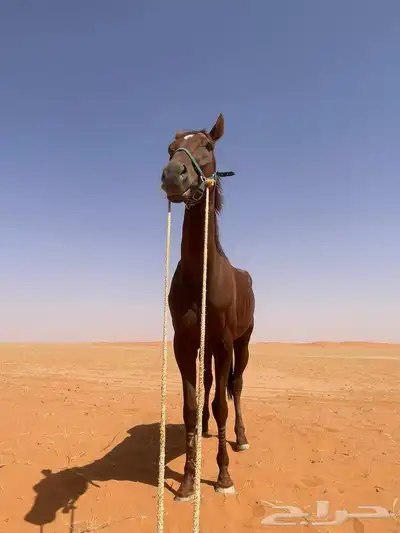 فرس انقليزيه 1