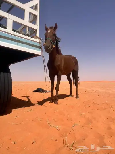 فرس انقليزيه 2