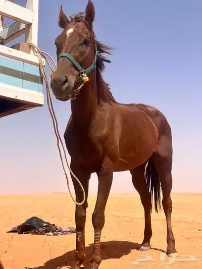 فرس انقليزيه 5