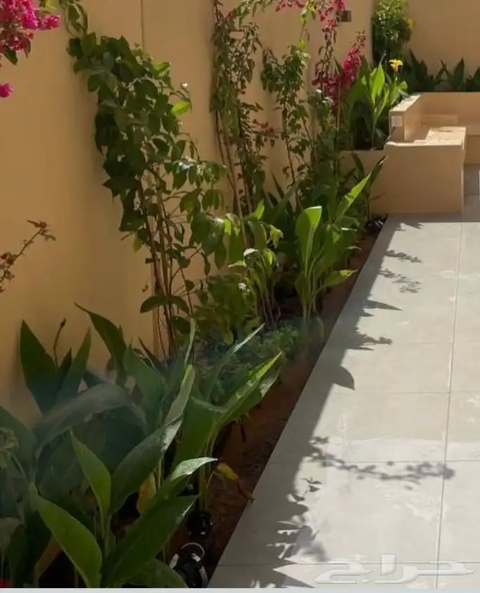 أشجار زينة تنسيق حدائق تشجير ممرات نباتات الزينة 10