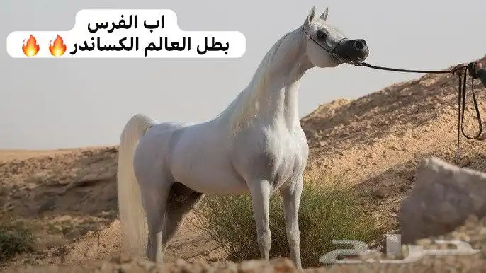 فرس واهو بنت بطل عالم 0