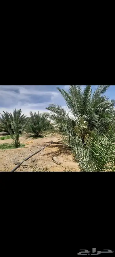 اللبيع مزرعة بالمنجي 4