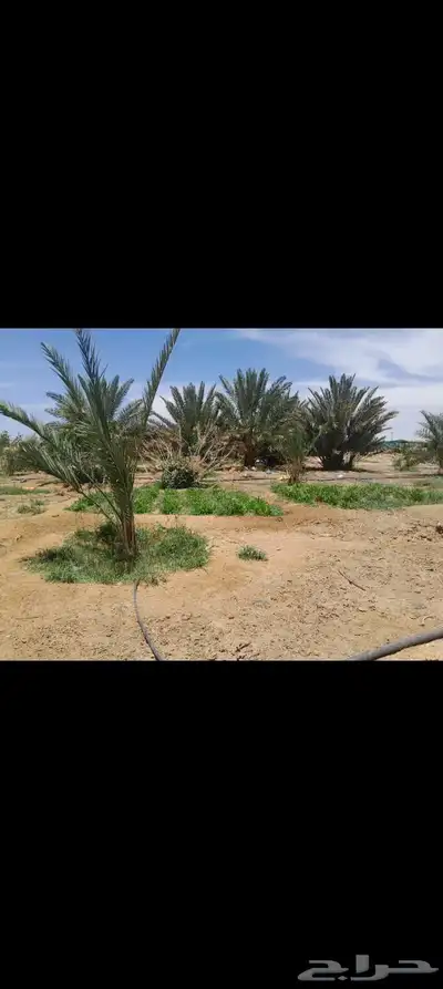 اللبيع مزرعة بالمنجي 3