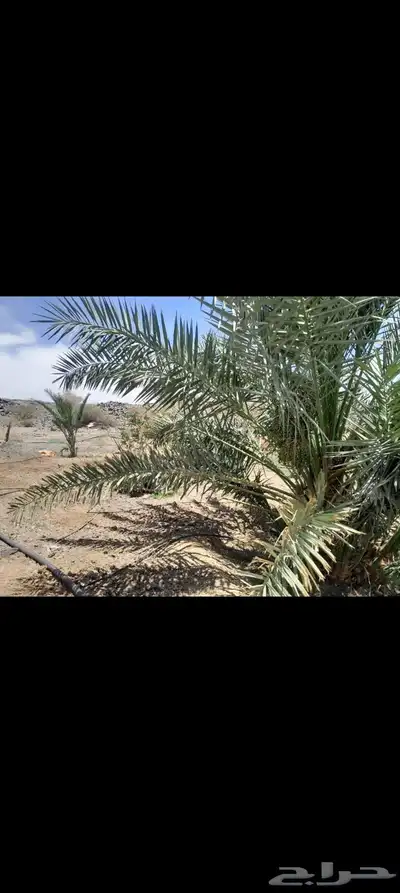 اللبيع مزرعة بالمنجي 1