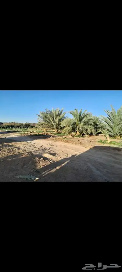 اللبيع مزرعة بالمنجي 2