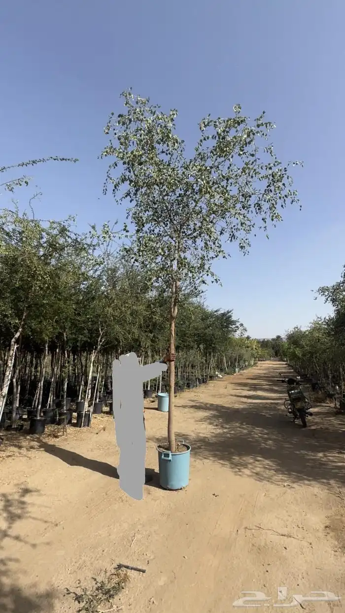 اشجار بأنواعها ( طلح نجدي -وقرض -وسدر- وبركنسونيا   نجران 2