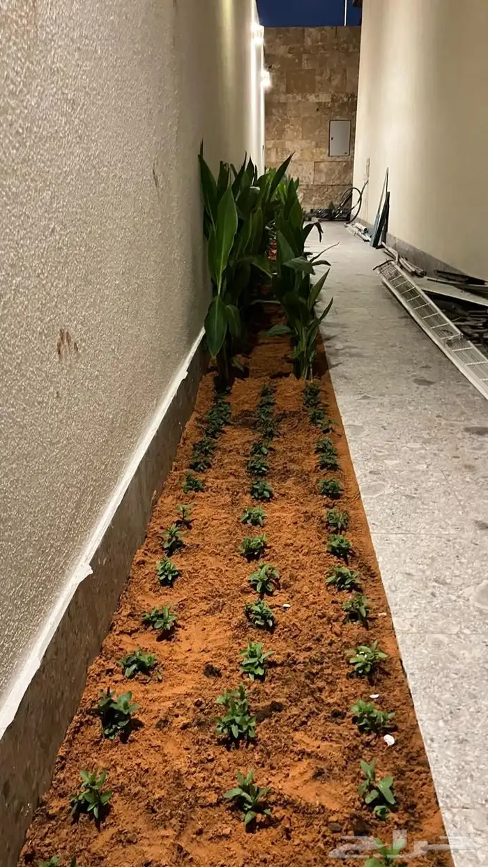 أشجار زينة تنسيق حدائق تشجير ممرات نباتات الزينة 6