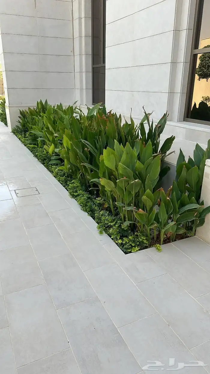 أشجار زينة تنسيق حدائق تشجير ممرات نباتات الزينة 0