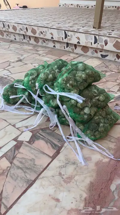 ثوم بلدي كفو وشي نظيف 3