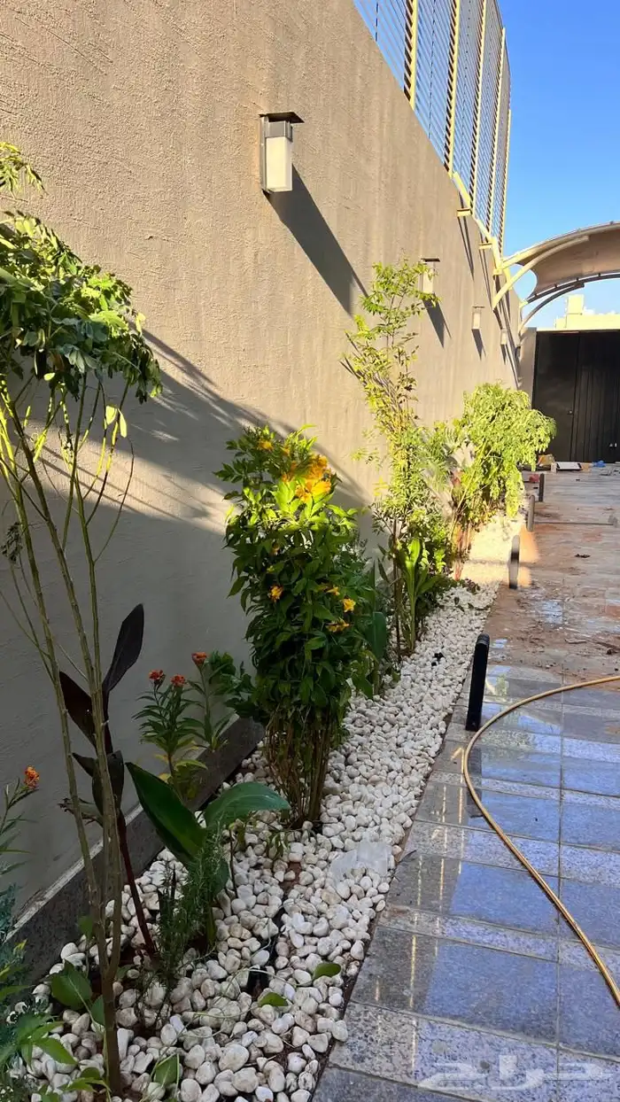 أشجار زينة تنسيق حدائق تشجير ممرات نباتات الزينة 11