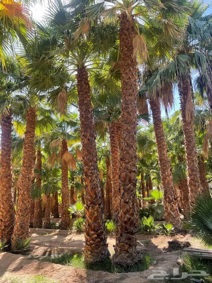 نخيل واشنطونياء 7