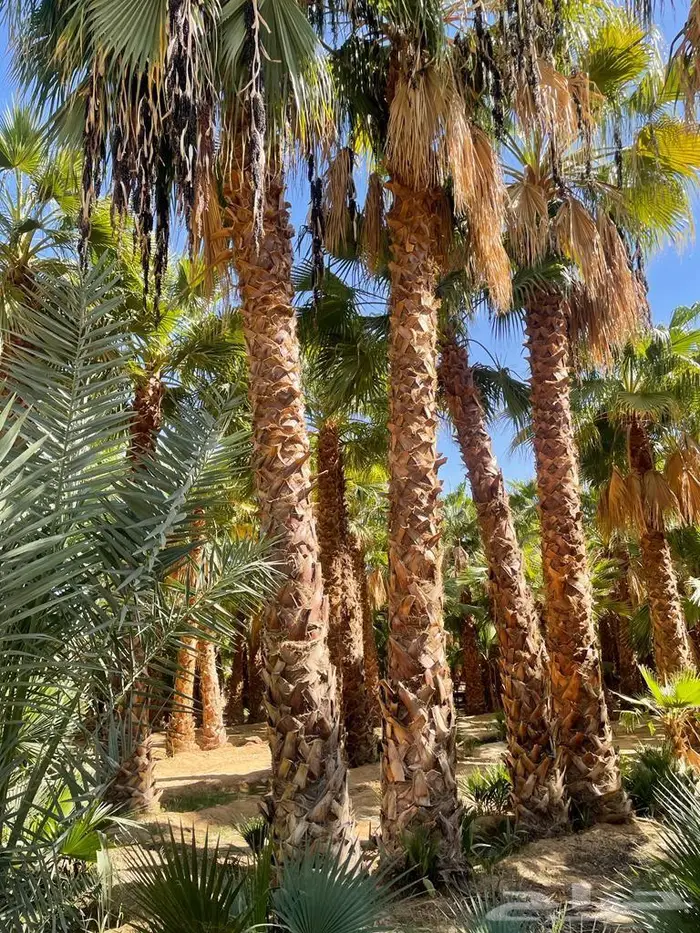 نخيل واشنطونياء 5