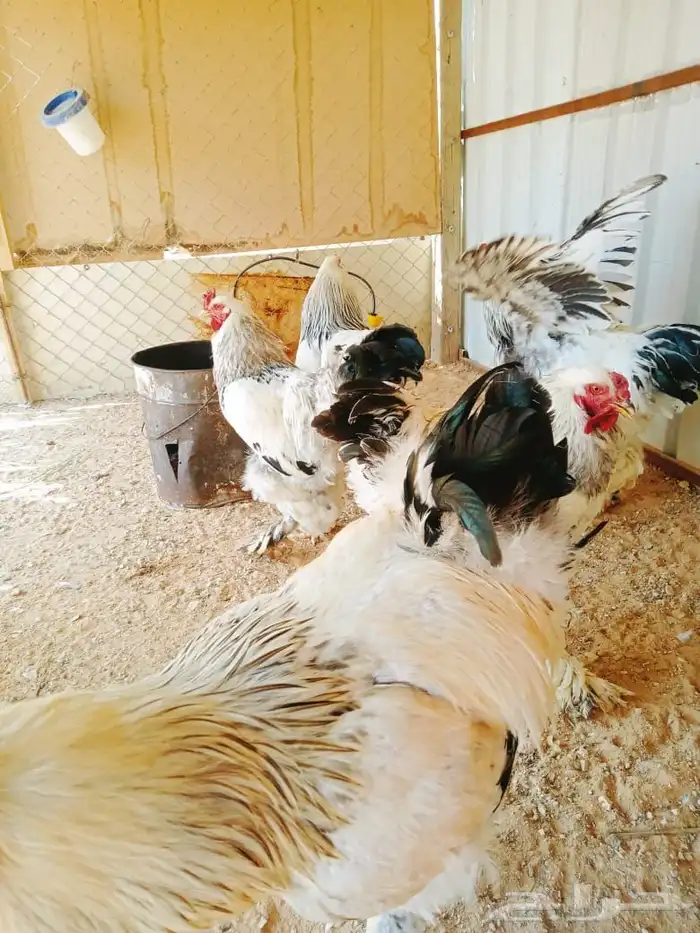 براهما كولمبي ديوك 0