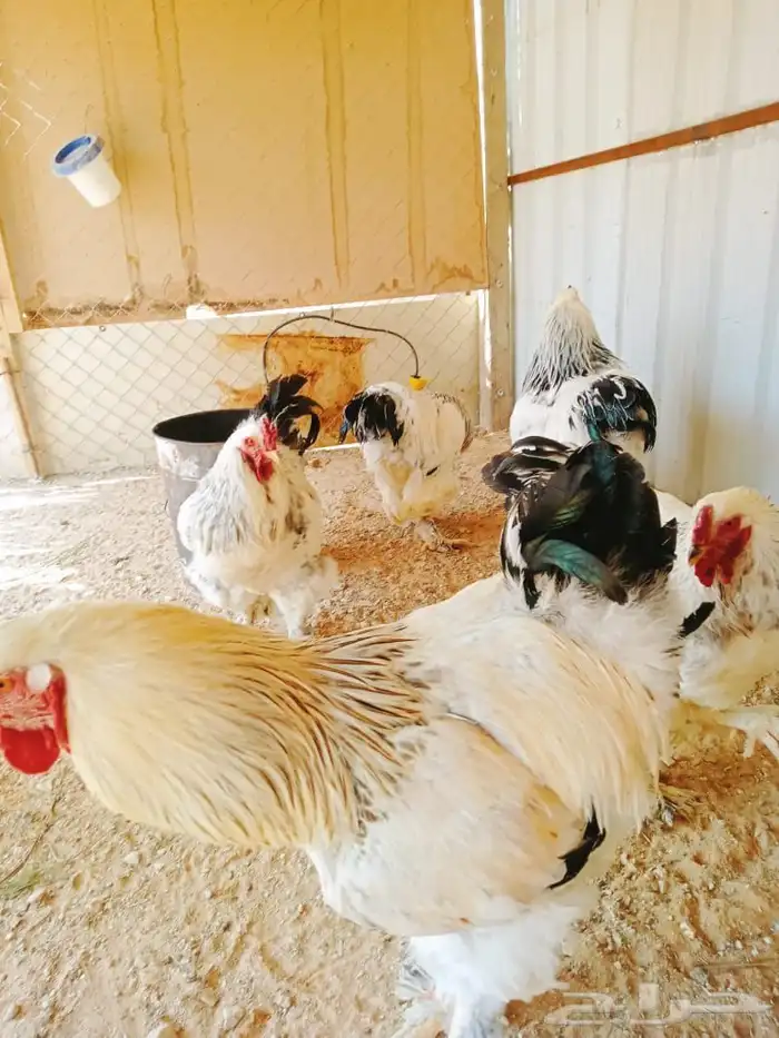 براهما كولمبي ديوك 1