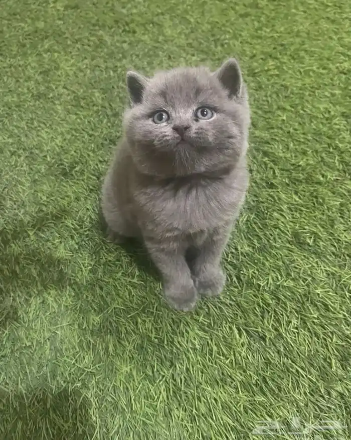 قط بريطاني 4