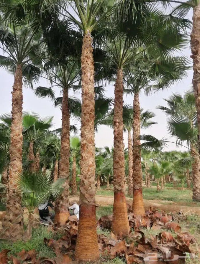 نخيل واشنطونياء 9