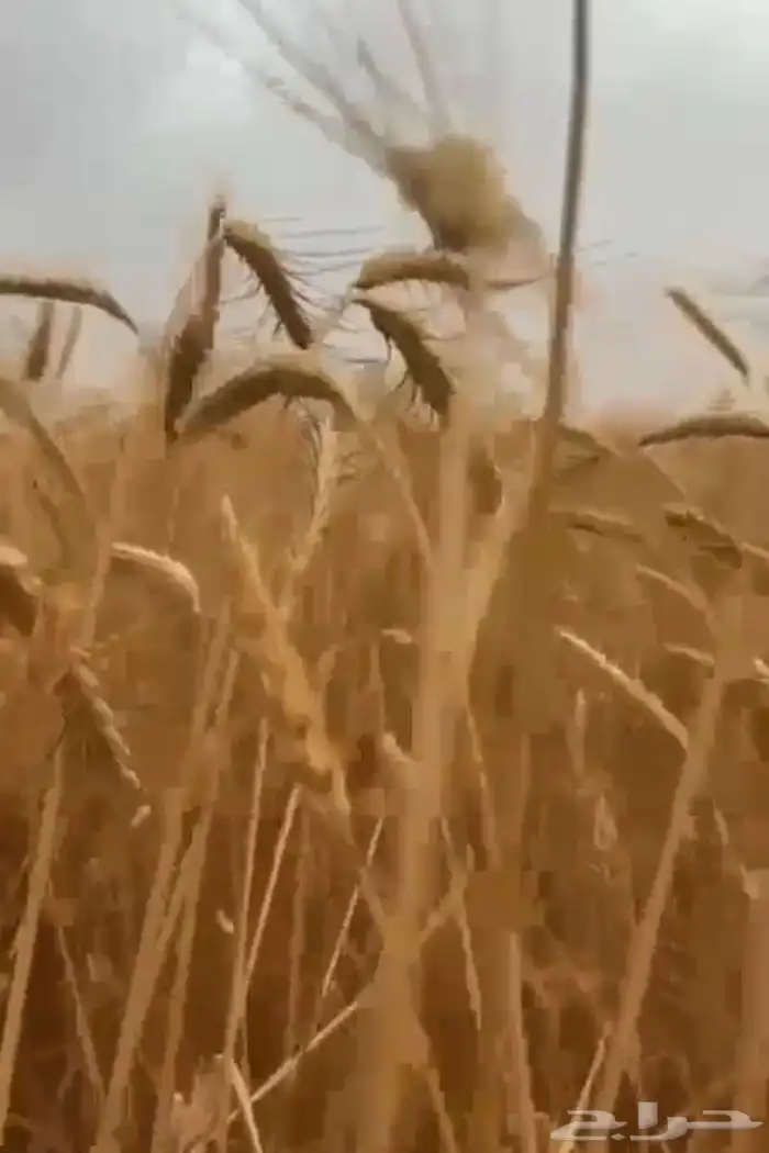 بر. بلدي معيه 2