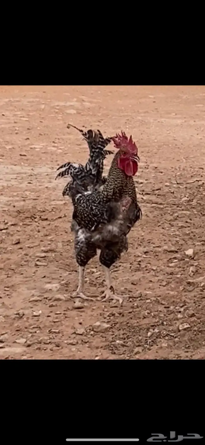 ديكين تركيات للبيع. الخرج 1