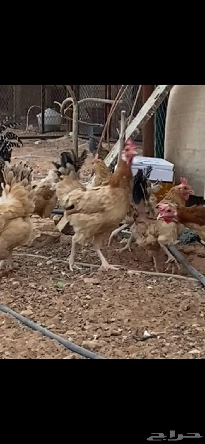 دجاج بلدي. الخرج 2