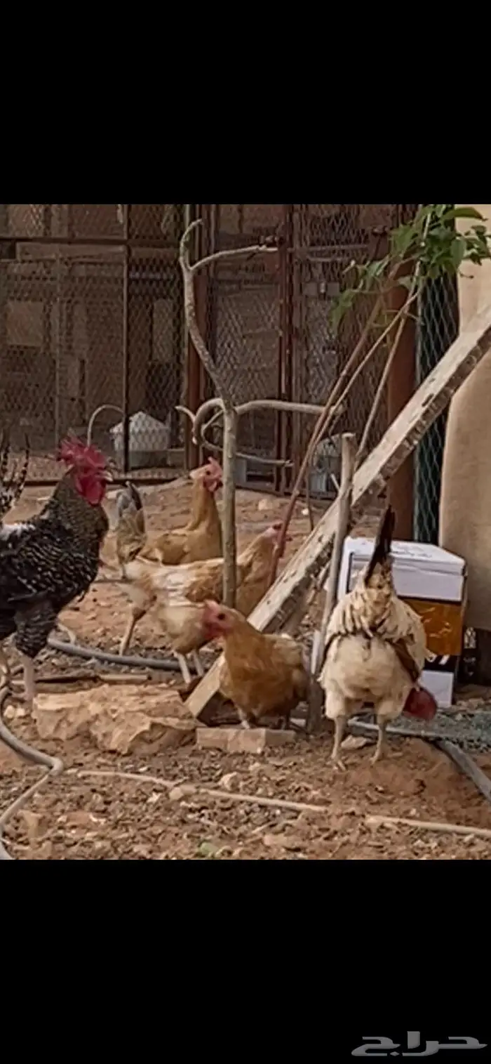 دجاج بلدي. الخرج 10