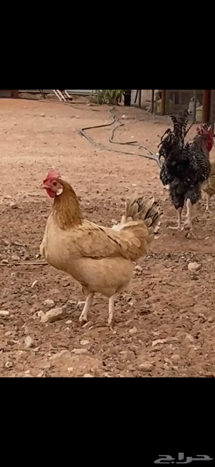 دجاج بلدي. الخرج 6