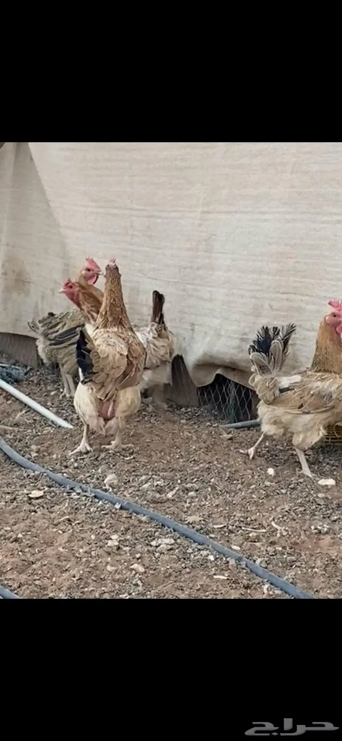 دجاج بلدي. الخرج 7