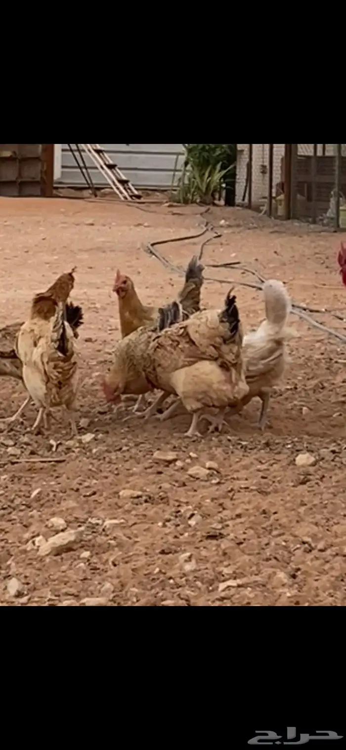 دجاج بلدي. الخرج 3