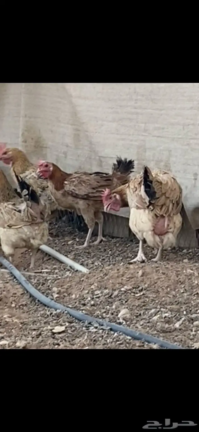 دجاج بلدي. الخرج 1