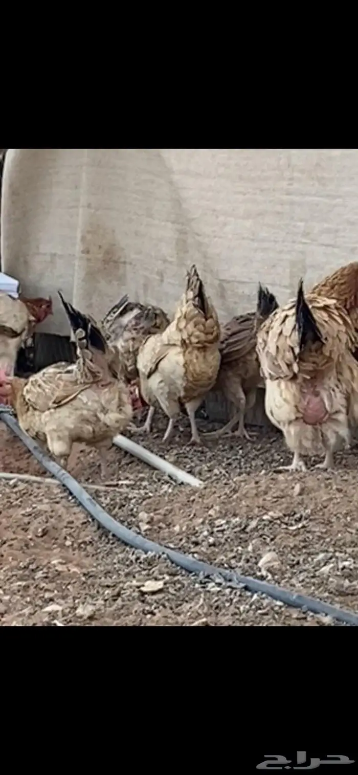 دجاج بلدي. الخرج 4