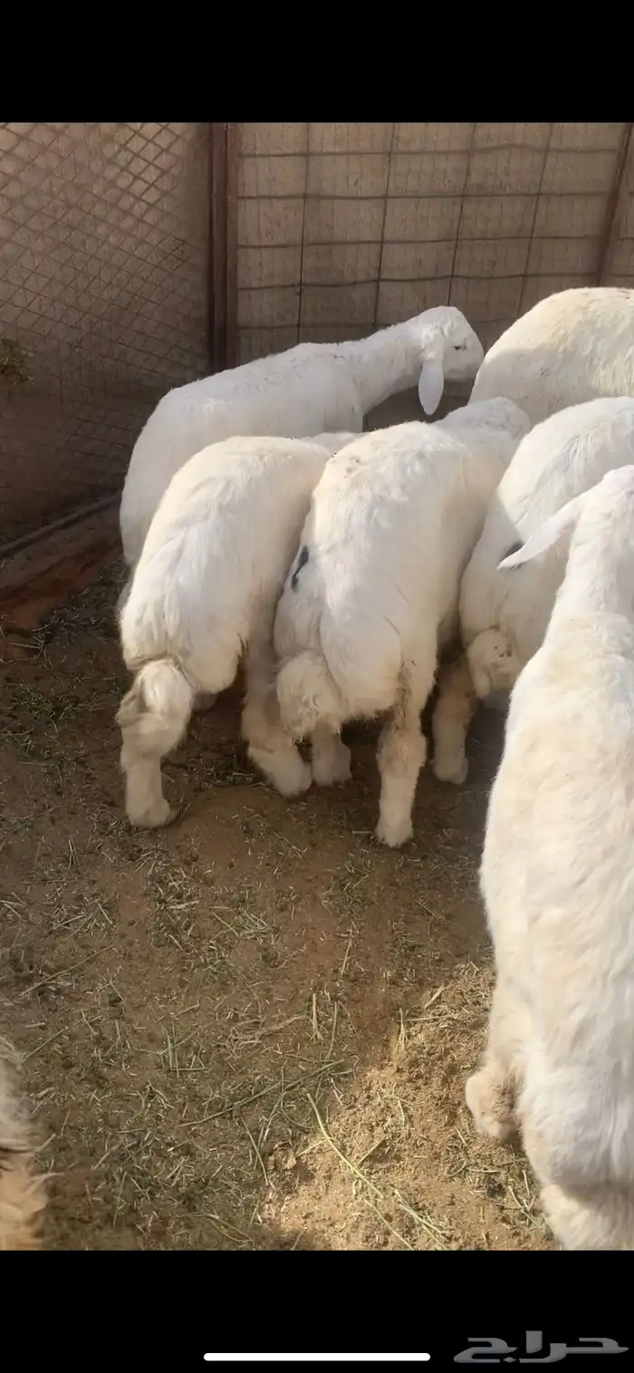 ذبايح حريات طليان ورخال هرافا 2