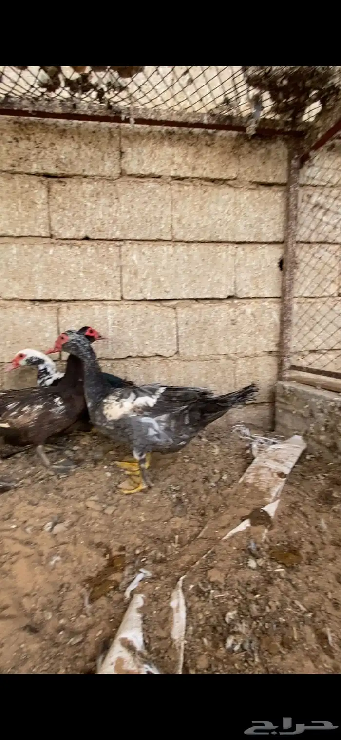 بط مصري 0