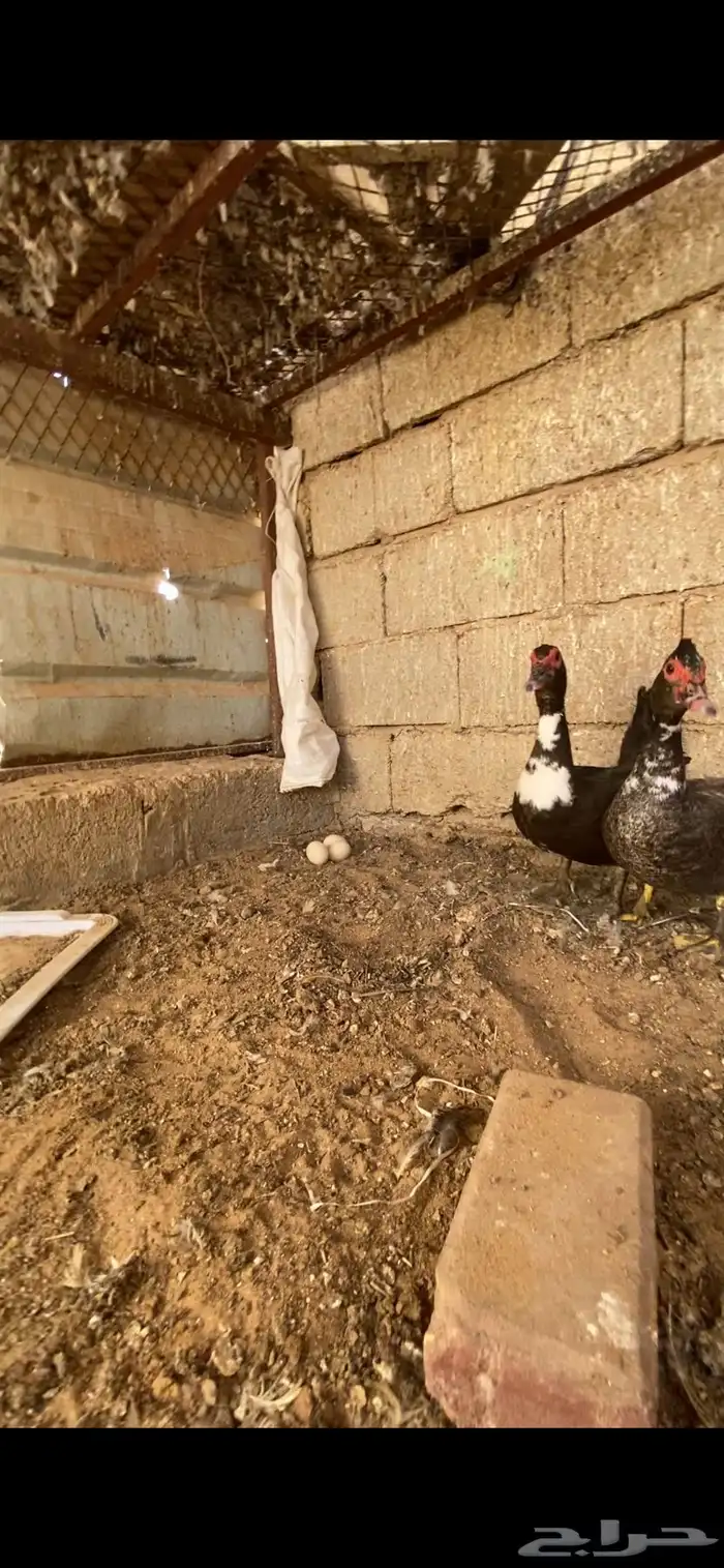 بط مصري 3