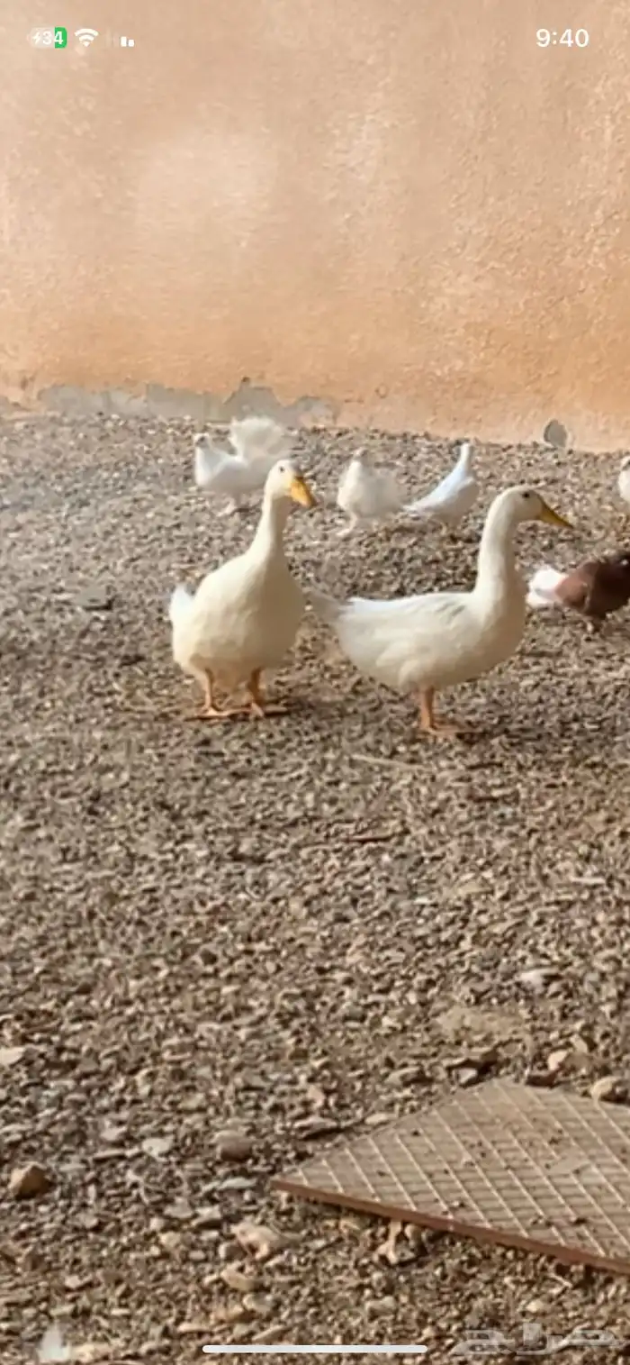 بط بكيني 0